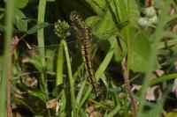 Orthetrum cancellatum