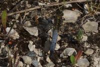 Orthetrum cancellatum