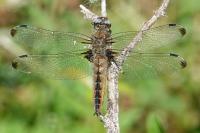 Libellula fulva
