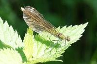Calopteryx splendens