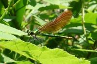 Calopteryx virgo meridionalis