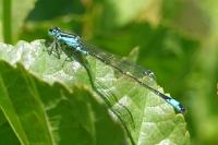 Ischnura elegans