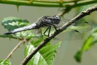 Libellula fulva