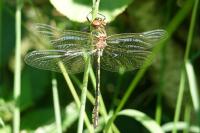 Oxygastra curtisii