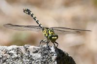 Onychogomphus forcipatus
