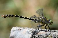 Onychogomphus forcipatus
