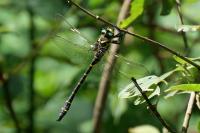 Cordulegaster boltonii