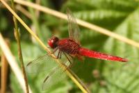Crocothemis erythraea