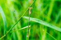 Lestes barbarus