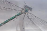 Lestes virens vestalis