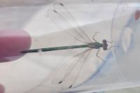 Lestes virens vestalis
