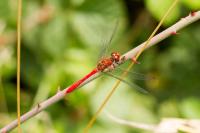 Sympetrum sanguineum