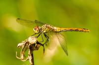Sympetrum sanguineum