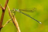 Lestes virens