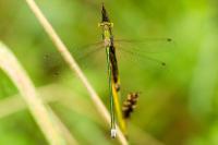 Lestes virens