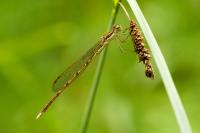 Sympecma fusca