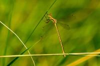 Lestes barbarus