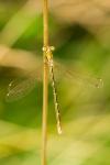 Lestes barbarus