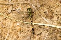 Onychogomphus forcipatus