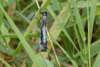 Orthetrum cancellatum