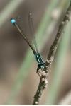 Ischnura elegans