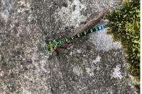 Aeshna cyanea