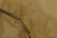 Lestes virens