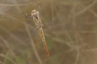 Sympetrum meridionale