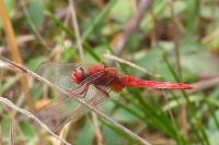 Crocothemis erythraea