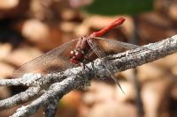 Sympetrum sanguineum