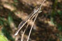 Sympecma fusca