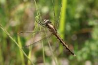 Orthetrum albistylum