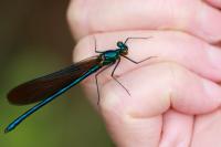 Calopteryx virgo