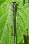 Coenagrion puella