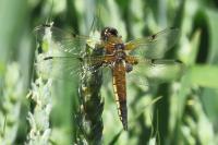 Libellula quadrimaculata
