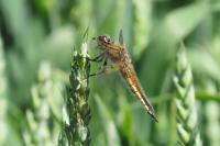 Libellula quadrimaculata