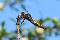 Libellula depressa