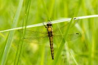 Orthetrum cancellatum