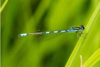 Coenagrion scitulum