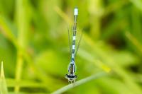 Coenagrion scitulum