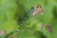 Coenagrion puella