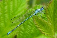 Coenagrion puella