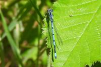 Coenagrion puella