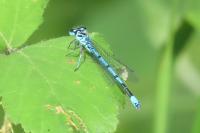 Coenagrion puella