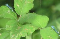 Coenagrion puella