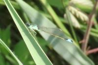 Ischnura elegans