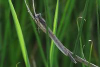 Sympecma fusca