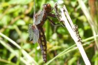 Libellula depressa