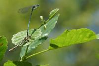 Platycnemis pennipes