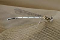 Platycnemis pennipes